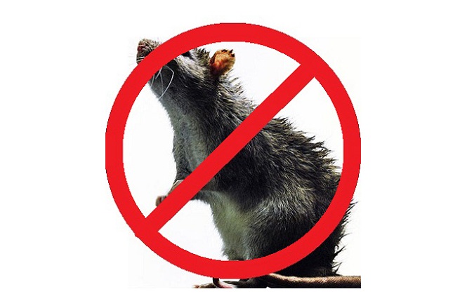 В Бузулуке в этом году мышей в два раза больше, чем в прошлом